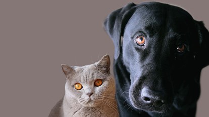 Know what's normal for your dog or cat