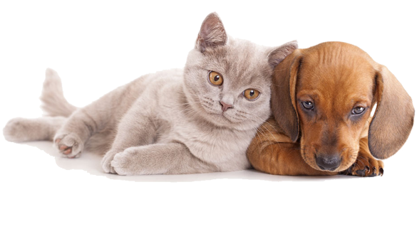 Learn simple pet first aid skills
