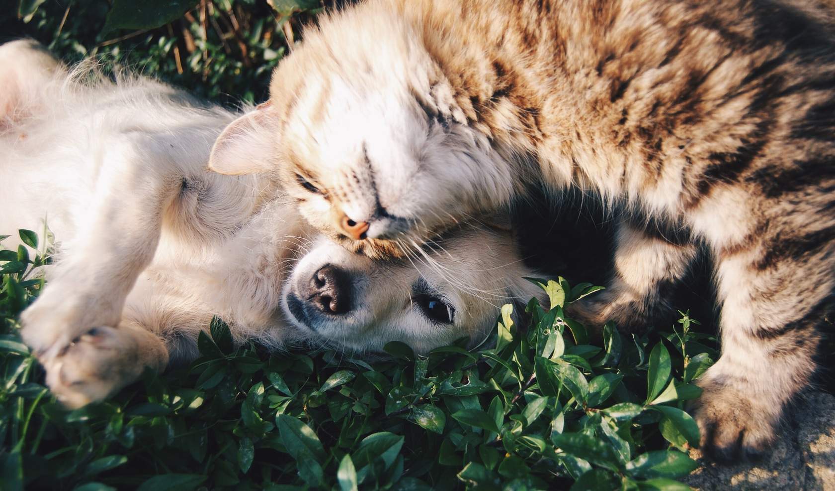 Pet First Aid