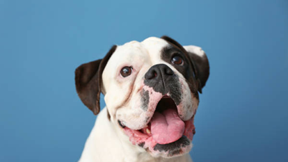Ten top tips to keep your dog healthy