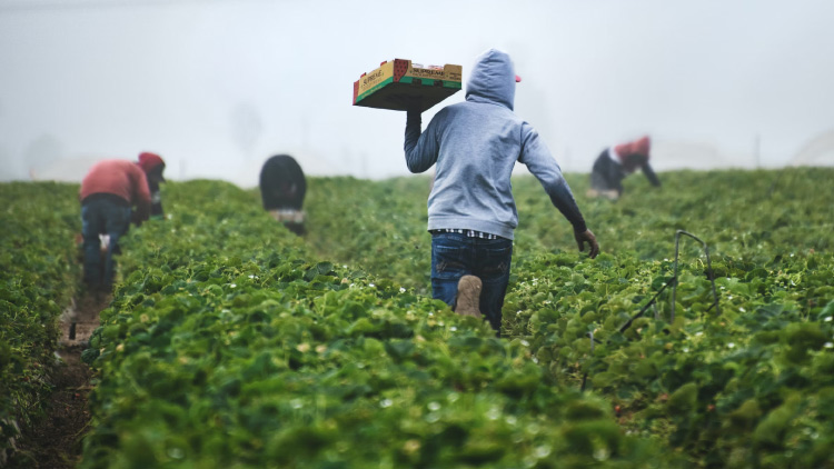 Horticultural Worker